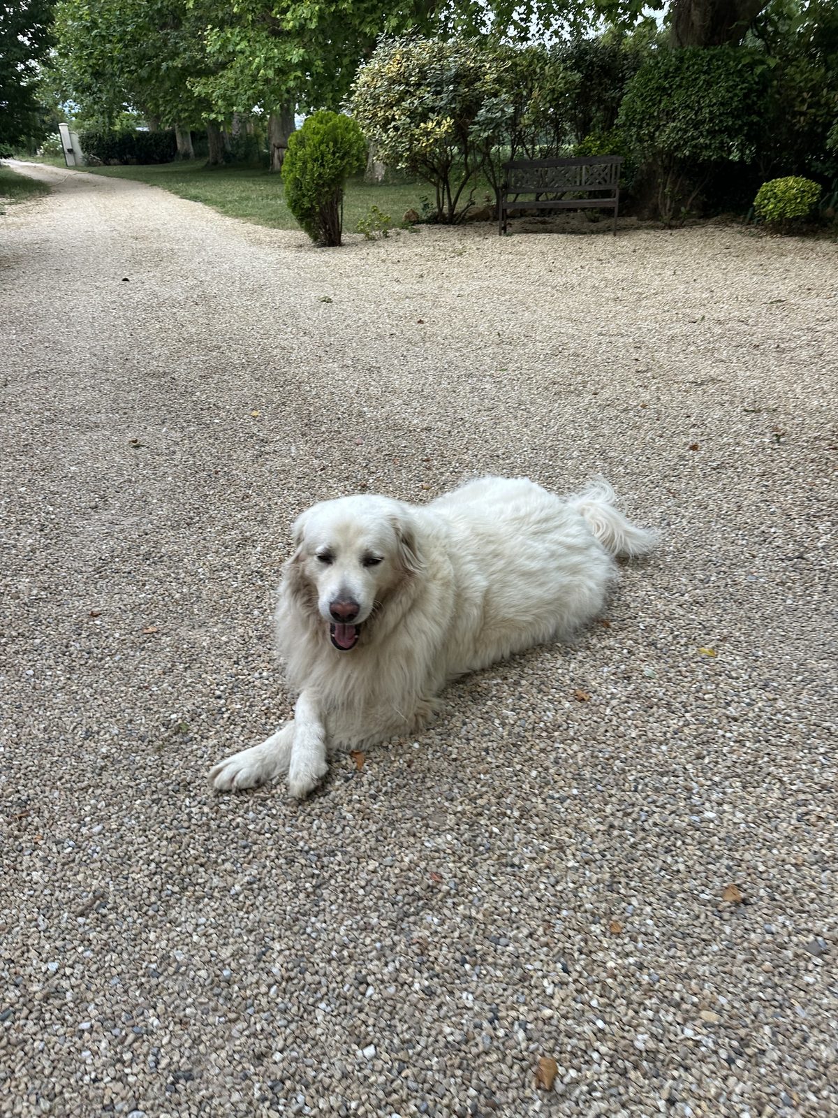 A large white Pyrenees mountain dog lying on the gravel courtyard