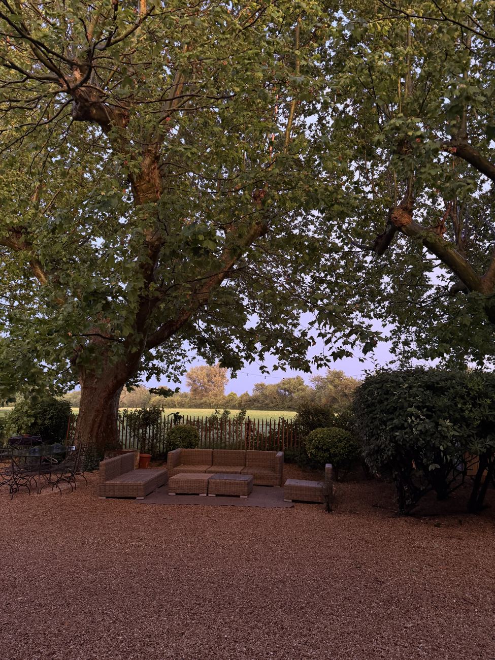 The gravel courtyard of the mas under its great tree at dusk