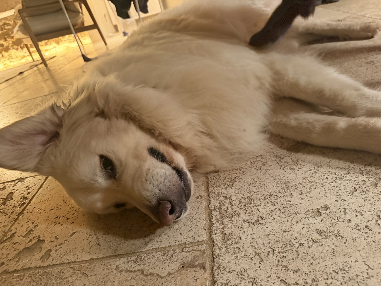 The great white Pyrenees dog asleep across the cool stone floor of the mas