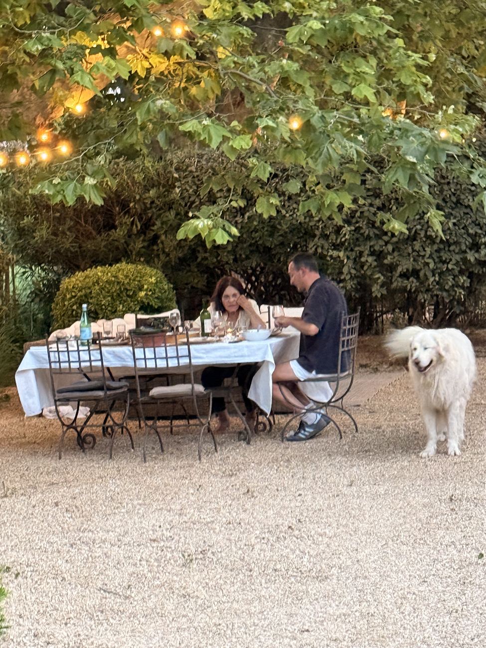 A table laid under the trees at the mas, the white dog standing beside it