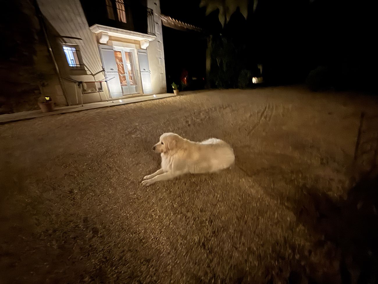 The white dog lying on the gravel at night, the lit windows of the mas glowing behind