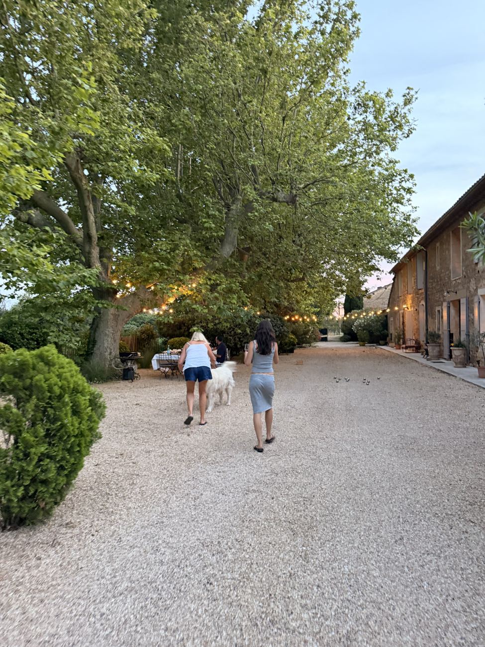 An avenue of tall plane trees along a road at dusk, the kind that lined the wartime routes
